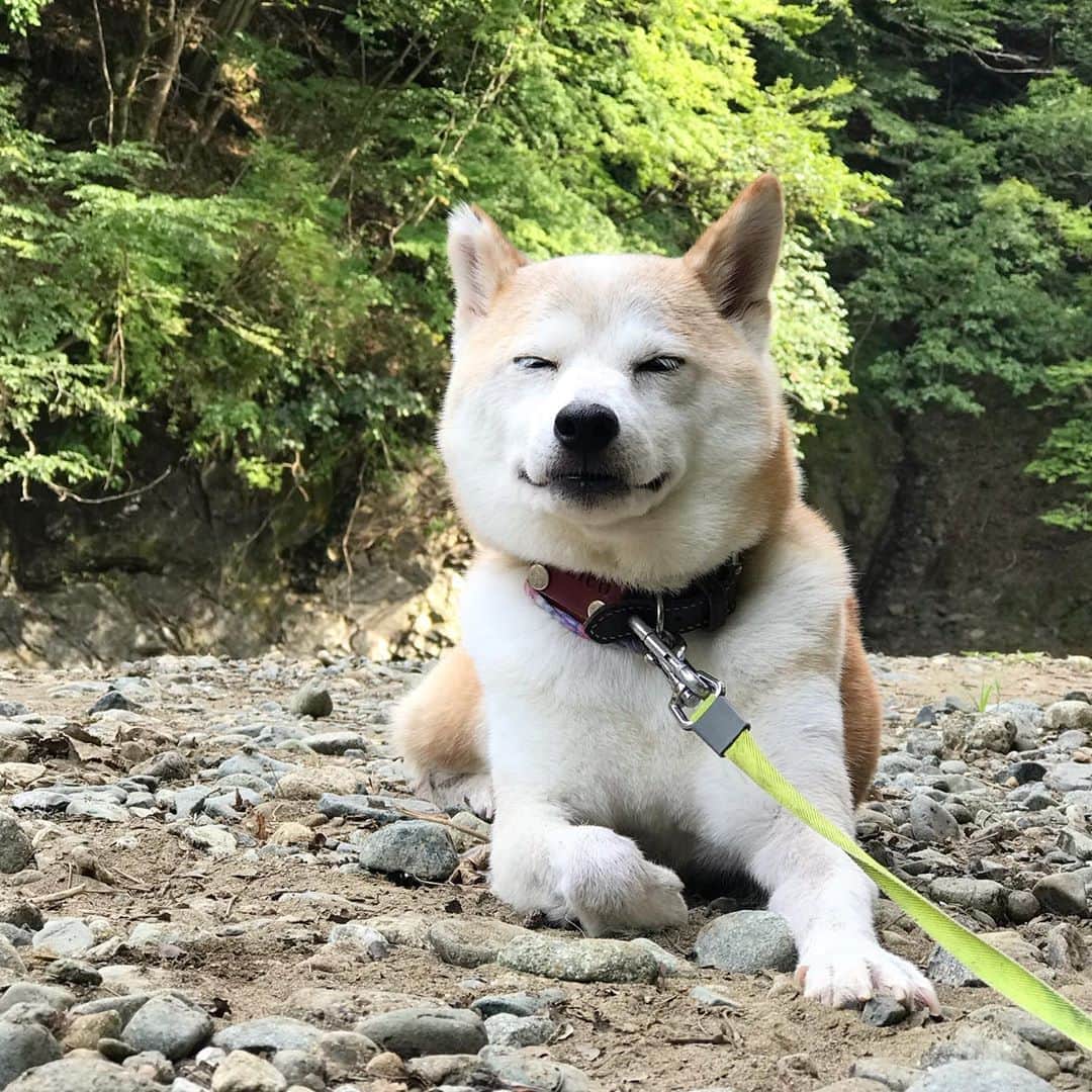 柴犬リリコのインスタグラム：「今日も暑かった〜🥵☀️☀️☀️  #涼をお届け 🎐」