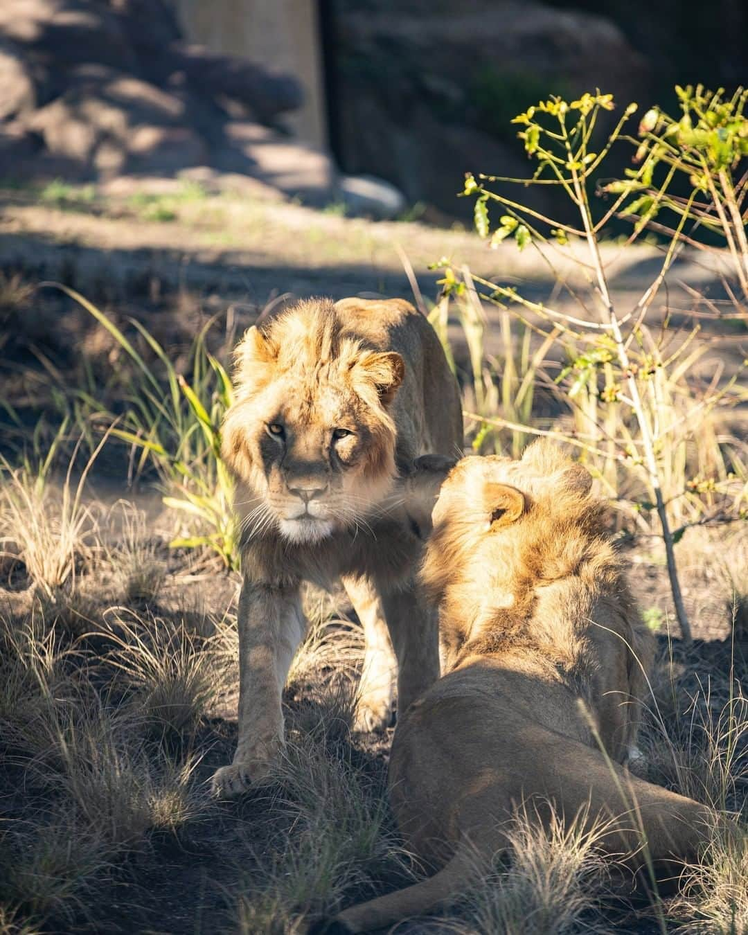 タロンガ動物園さんのインスタグラム写真 - (タロンガ動物園Instagram)「Happy 3rd Birthday to our kings of the African Savannah Lwazi and Ato 🦁 👑  Don't forget you can now watch these guys play and rumble 24/7 with our brand new lion cam 📸  Simply visit tarongatv.com to tune in now!  📸 via Chris Wheeler  #forthewild」8月12日 18時00分 - tarongazoo