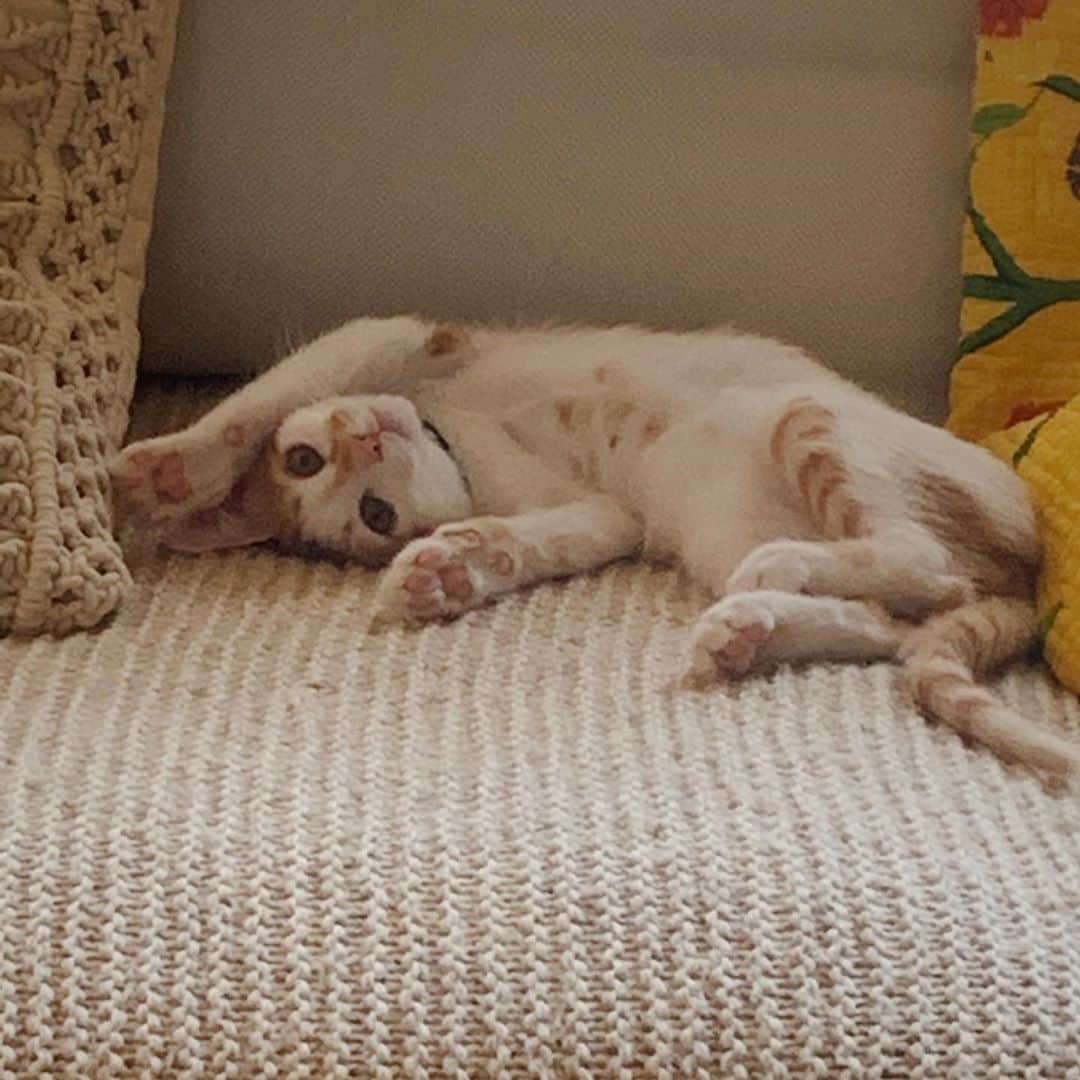飯島望未のインスタグラム：「みゃおっ  #LimeTheCat #保護猫 #足長マンチカン #ねこすたぐらむ」