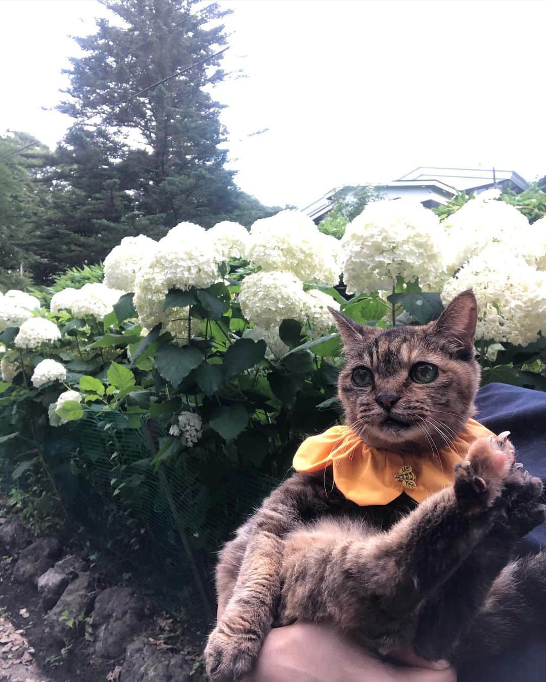 maimocotoさんのインスタグラム写真 - (maimocotoInstagram)「今頃紫陽花が満開なこの山。 今日市場へ行く時はトンボがたくさん飛んでいてびっくり。季節がごっちゃだよ🍄  毎日お散歩していて、人とすれ違う事ないんだけど今日初めてご近所さんと遭遇✨なんと、20歳の元保護猫ちゃんを連れて来てるとのこと。猫話で盛り上がりました❤︎嬉しいな😆 #モコん歩　の時のモコはお目目をキラキラさせて、景色を眺めてます🌳 本当になんて可愛いんでしょう😽 また、来年も連れてきてあげられるようにケアしていきます。 ＊ ＊ #20歳のモコ #moco20yearsold  #紫陽花」8月12日 18時32分 - maihimemoco