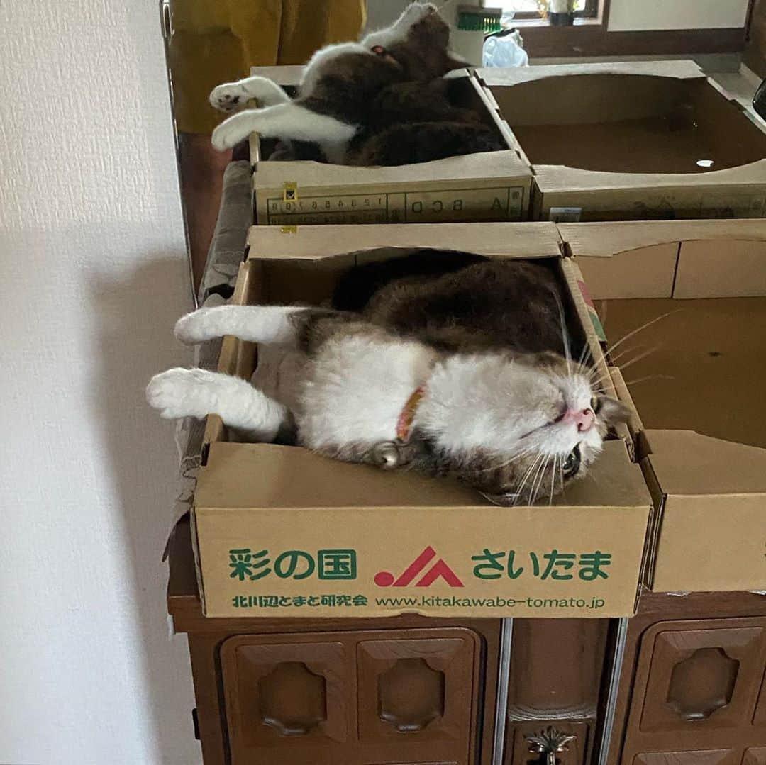新山大さんのインスタグラム写真 - (新山大Instagram)「#彩の国 #さいたま #ちゃこ #お気に入りの場所 #大あくび #うちの猫 #ネコ #にゃんこ」8月12日 18時36分 - dai_niiyama