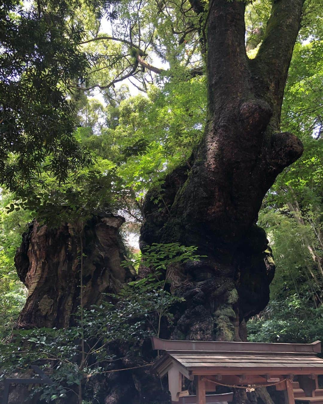 岡村真依さんのインスタグラム写真 - (岡村真依Instagram)「来宮神社⛩フォトスポット的なのがたくさんだったょ✨✨ ・ ジャーン❗️ハート♥️ ・ #熱海 #来宮神社 #travelgram #traveljapan #atami #ハート #love #夏女 #girlstrip #instatravel #神社 #パワースポット #女子旅 #⛩」8月12日 18時52分 - maimai_maai