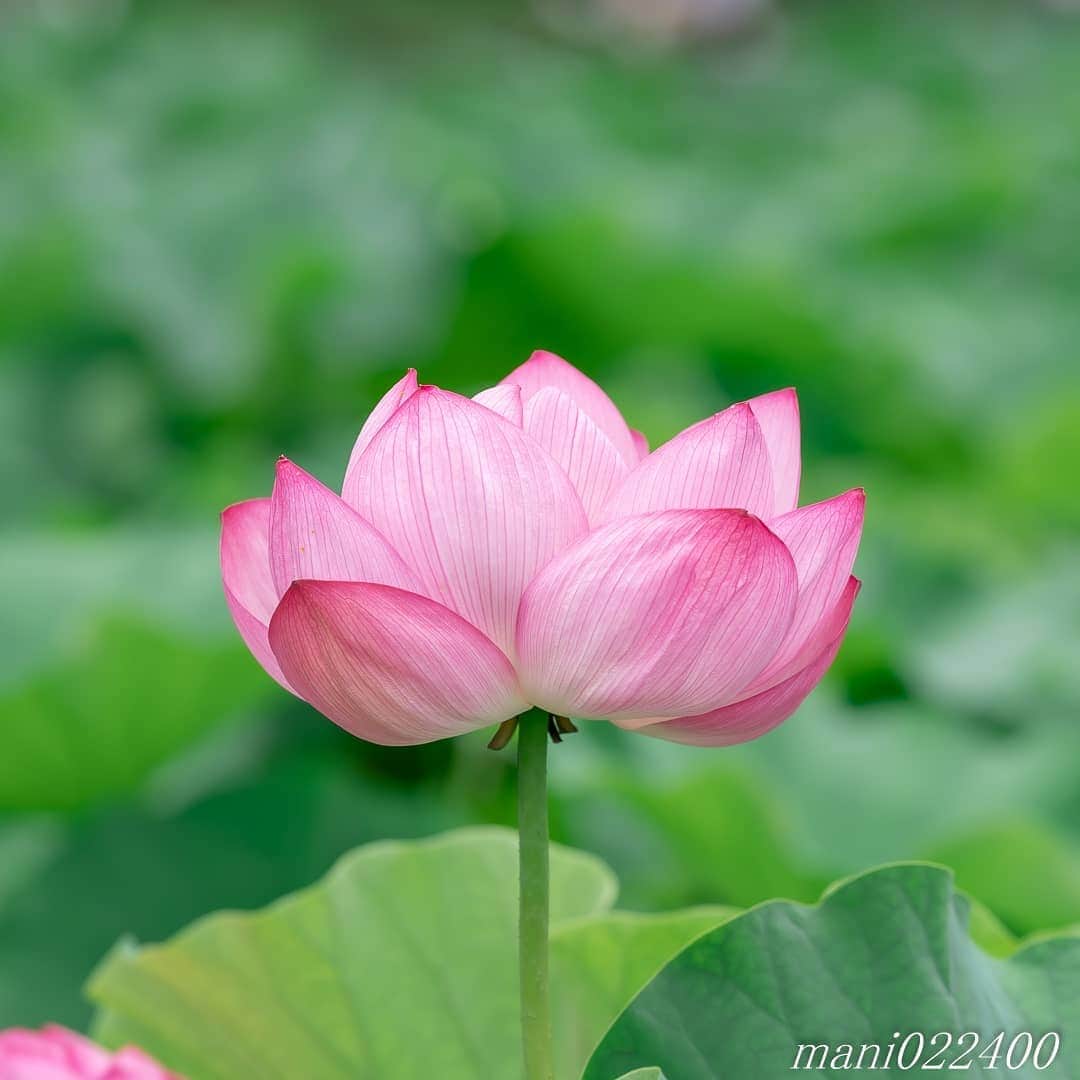 mani022400のインスタグラム：「. 12 Aug. 2020 . . こんばんはー🌸🌺🌹✨ カメラの撮る位置で 背景が変わってきますね 1枚目は手を伸ばして なるべく高い位置から撮り、 背景がすべて葉っぱになるように 2枚目は普通の姿勢で撮りました  . . location:Tokyo camera:a7r3 lens:Sony135GM . . .  🌺🌺🌺🌷🌷🌷🌹🌹🌹🌸🌸🌸 ご訪問ありがとうございます🙇 . お花以外の写真は サブアカウントにポストしています。 良かったら、覗いてください🙇🙇 ⬇️⬇️⬇️ @mani0224000   . 🌺🌺🌺🌷🌷🌷🌹🌹🌹🌸🌸🌸 . . . . . 🔷🔷🔷🔷🔷🔷🔷🔷🔷 thanks_dear_yui  discoverwithalpha ﻿ japan_ilc﻿  a7rm3 ﻿ sel135f18gm  sel55f18z  #カメラ好きな人と繋がりたい  #flower  #花 #flowers   #写真好きな人と繋がりたい love_bestjapan  serahana #ファインダー越しの私の世界    #花のある暮らし  #bns_lite #eclecticshow #explore_floral . #9vaga9  9Vaga_Rose9  9vaga_3flowers9  #floristsandflowers #ip_for_blossoms_vip  #fabulous_shots ig_flowers #ponyfony_flowers #meiko_flora_member meiko_roses  #myheartinshots #la_flowers #rainbow_petals #top_favourite_flowers  #quintaflower #inspiring_shot #phx_flowers dreaming_in_macro #j_flower_shots flower_special_legend　nature_special_legend  #ind_flowers #tv_flowers　　 #best_mmf_vipday  #best_beauty_flora_  9vaga_flowersart9 #ptk_flowers #fleur_noblesse_m  .」