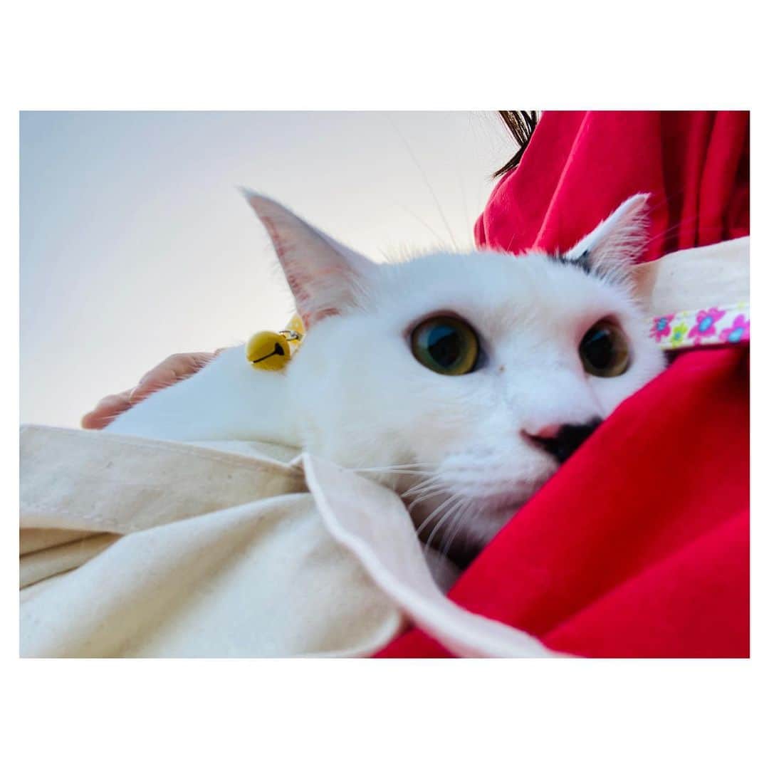 古野みうさんのインスタグラム写真 - (古野みうInstagram)「ウチのネコチャンらを散歩に連れてってみた！むちゃむちゃ怖がってたなぁ、なんかごめん…けどそんな所も愛しいのだ〜〜〜〜〜！🧚‍♀️  #つぶろむ #猫 #ねこすたぐらむ #ねこのいる生活 #猫のいる暮らし #猫好き #ねこのきもち #ねこさんぽ #猫散歩 #ちゅーるあげた #ちゃおちゅーる #公園散歩 #ニャーニャー #🐱 #🐈 #😸#🐾 #古野美優 #古野みう #ホリプロ #instagood #instadaily #0812 #tfl #l4l  #photooftheday #follow」8月12日 19時07分 - umiushi.mium
