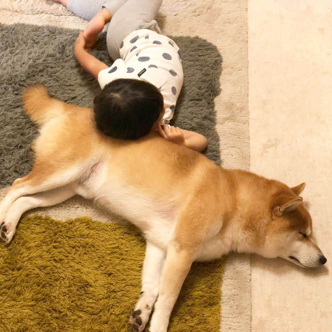 せんべえさんのインスタグラム写真 - (せんべえInstagram)「戯れその後。 #せんべえ #柴犬 #shibainu  #柴犬のいる暮らし  #犬と子ども #ごろりんちょ #まるいーず」8月12日 19時15分 - akiresh