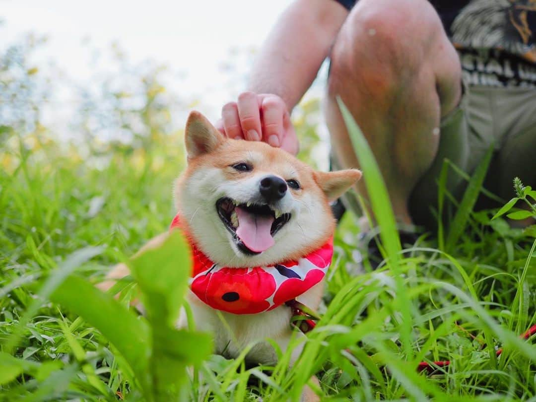 豆柴にこちゃんさんのインスタグラム写真 - (豆柴にこちゃんInstagram)「🐶 こないだの昭和記念公園picの余り物です。 . 1枚目、どことなく漂う渥美清感👒 ラストはトムからの水分補給を拒否する娘。 . 私は明日あさって夏休み❣️ （来月も３日間休み取る予定） . 暑いからのんびり過ごそう🎐 . トムのクワガタ採り準備の様子は ストーリーにあげました。 #ぼくの夏休み . #柴犬#豆柴#pecoいぬ部#犬#shibastagram#petstagram#犬#犬のいる暮らし#shibainu#dog#mameshiba#pecotv#いぬのきもち部#しばいぬ#しばけん#こいぬ#シバイヌ#狗#ペット#子犬#puppy#pet#시바견#강아지#개#instacute#barked#9gag#9gagpets」8月12日 19時46分 - nikochan.mame48