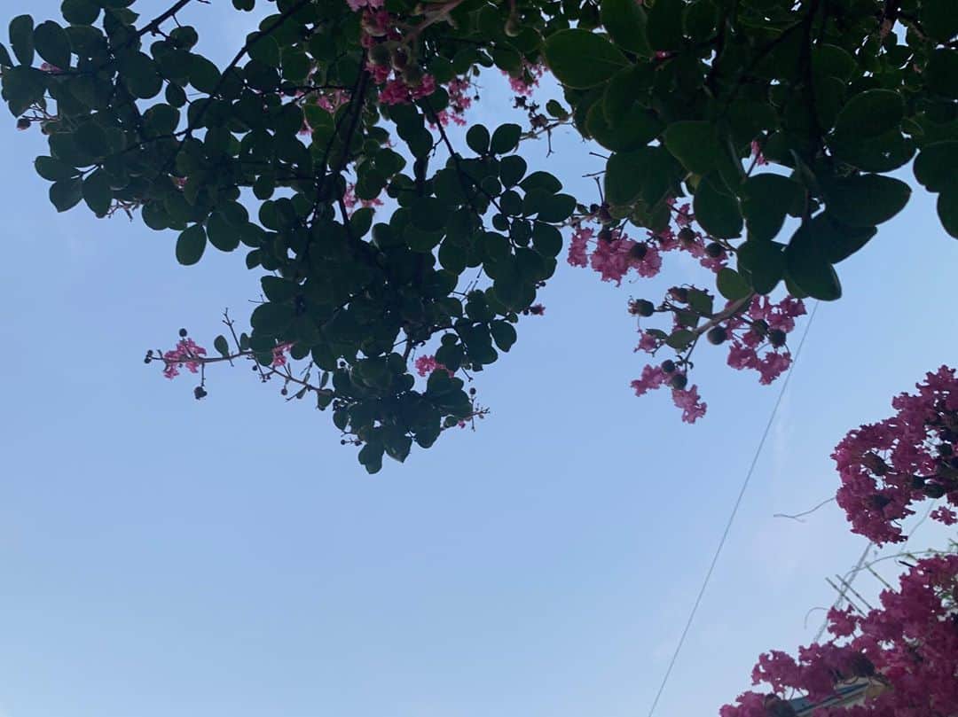 牧野真鈴さんのインスタグラム写真 - (牧野真鈴Instagram)「昨日載せたお花﻿ サルスベリっていうのですね💕!🧐﻿ ﻿ 綺麗だ〜✨✨」8月12日 19時50分 - makino_marin