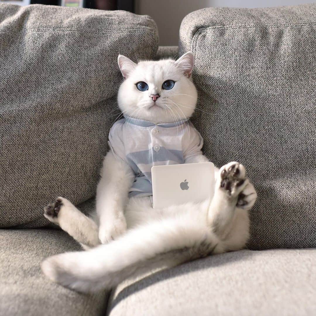 コビーさんのインスタグラム写真 - (コビーInstagram)「Guys, I just figured out how to go birdwatching without ever leaving the couch. It’s called YouTube.」8月12日 20時10分 - cobythecat