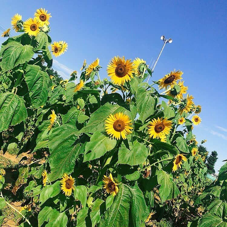 吉田万葉さんのインスタグラム写真 - (吉田万葉Instagram)「ひまわり畑🌻🌻(・ヮ・🌻)  #ひまわり #夏 #summer #花 #jk #sjk #Instagram #girl」8月12日 20時16分 - manyo.0122