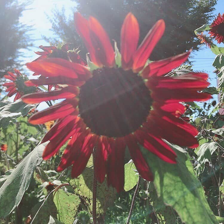 吉田万葉さんのインスタグラム写真 - (吉田万葉Instagram)「ひまわり畑🌻🌻(・ヮ・🌻)  #ひまわり #夏 #summer #花 #jk #sjk #Instagram #girl」8月12日 20時16分 - manyo.0122