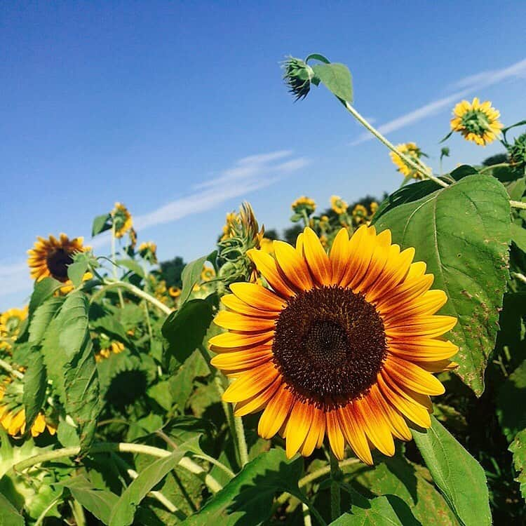 吉田万葉さんのインスタグラム写真 - (吉田万葉Instagram)「ひまわり畑🌻🌻(・ヮ・🌻)  #ひまわり #夏 #summer #花 #jk #sjk #Instagram #girl」8月12日 20時16分 - manyo.0122