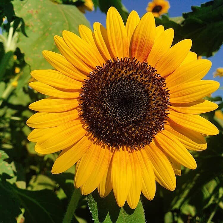 吉田万葉のインスタグラム：「ひまわり畑🌻🌻(・ヮ・🌻)  #ひまわり #夏 #summer #花 #jk #sjk #Instagram #girl」