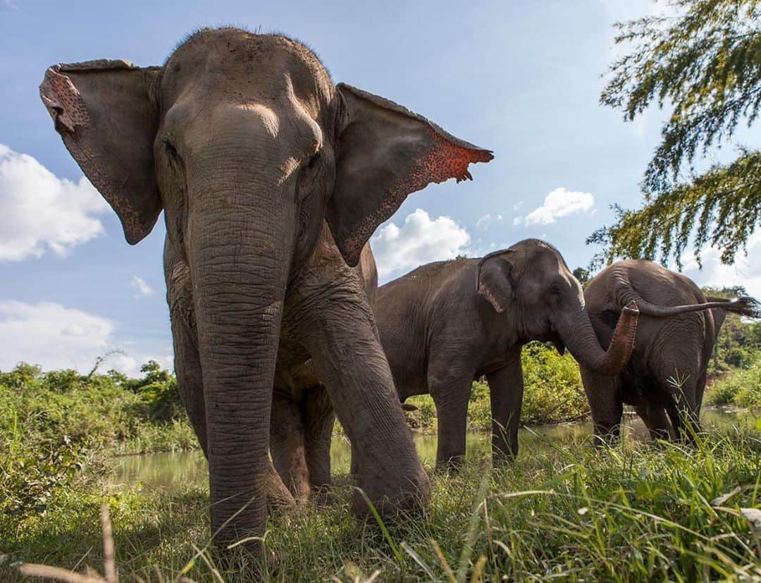 アリーシャ・ディクソンさんのインスタグラム写真 - (アリーシャ・ディクソンInstagram)「3 years ago I visited Thailand with @world_animal_protection_uk to document the conditions of elephants behind the scenes at some terrible venues, I was also lucky enough to visit @blesele a high welfare sanctuary that makes the elephants a priority. Today is #worldelephantday let’s celebrate these magnificent beings and make a pledge never to ride, hug, bathe/wash or have a selfie with them ever again and to research ethical venues with non breeding policies that are observational and educational only! Elephants suffer terribly, are taken away from their mothers as babies and are bred in captivity, they suffer abuse all of their lives and have their spirits crushed to make them submissive. They are removed from their natural habitat all for profit and for our entertainment! We have the power to end this! Let’s press the reset button and build back better to not only protect our wildlife and nature but for our own health and our planet!  Another way you can help is to sign a petition to end the global wildlife trade, I signed an open letter to Boris Johnson urging him to put an end to this at the G20 summit in November when he meets with global leaders. I will put the link in my stories or you can visit worldAnimalProtection.org.uk 🐘 Thank you ♥️♥️♥️」8月12日 20時18分 - aleshaofficial