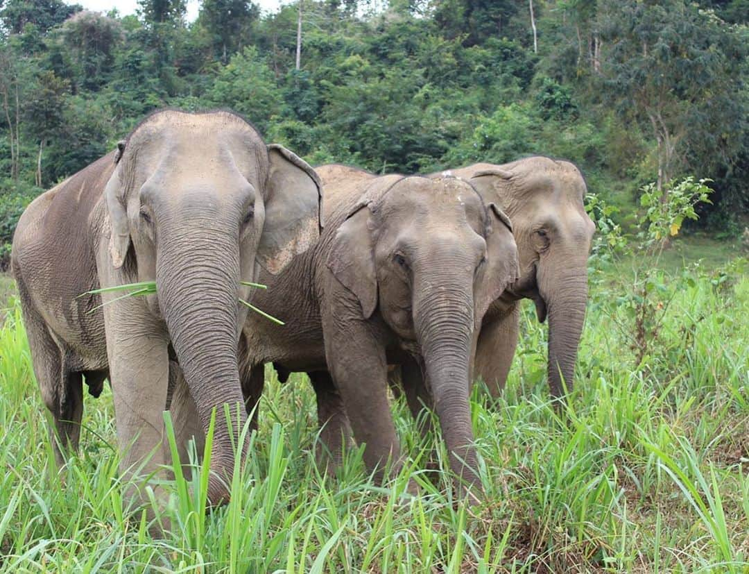 アリーシャ・ディクソンさんのインスタグラム写真 - (アリーシャ・ディクソンInstagram)「3 years ago I visited Thailand with @world_animal_protection_uk to document the conditions of elephants behind the scenes at some terrible venues, I was also lucky enough to visit @blesele a high welfare sanctuary that makes the elephants a priority. Today is #worldelephantday let’s celebrate these magnificent beings and make a pledge never to ride, hug, bathe/wash or have a selfie with them ever again and to research ethical venues with non breeding policies that are observational and educational only! Elephants suffer terribly, are taken away from their mothers as babies and are bred in captivity, they suffer abuse all of their lives and have their spirits crushed to make them submissive. They are removed from their natural habitat all for profit and for our entertainment! We have the power to end this! Let’s press the reset button and build back better to not only protect our wildlife and nature but for our own health and our planet!  Another way you can help is to sign a petition to end the global wildlife trade, I signed an open letter to Boris Johnson urging him to put an end to this at the G20 summit in November when he meets with global leaders. I will put the link in my stories or you can visit worldAnimalProtection.org.uk 🐘 Thank you ♥️♥️♥️」8月12日 20時18分 - aleshaofficial