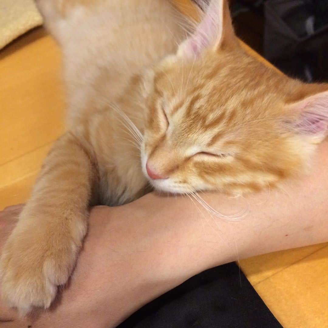 岡田屋鉄蔵のインスタグラム：「今日もいい仕事してますな、ハムさん」