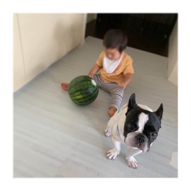 田中美保さんのインスタグラム写真 - (田中美保Instagram)「夏…🍉 私の大好きな夏…⛱ モフちゃんには辛い夏😭🐕🥵  明日も頑張りましょう。 おやすみなさい😴  #愛犬 #モフ #フレブル #flenchbulldog」8月12日 20時57分 - miho12tanaka