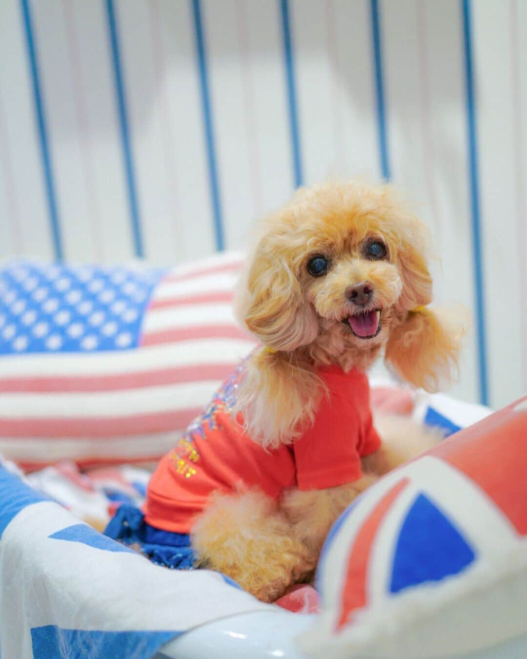 Toypoodle Mikuru?Asakusa Tokyoさんのインスタグラム写真 - (Toypoodle Mikuru?Asakusa TokyoInstagram)「20200812 Wednesday. みきゅるんお知らせです。 . この度 @asknowas_dewan_official  公式アンバサダーに選んでいただきました💦 . ありがとうございました🙏🏻 微力ですがお手伝い出来れば嬉しいです☺️ . みきゅるんに務まるか心配極まりないですが、 桃尻パワー全開でがんばります💪🏻 力不足かと思いますが、どうぞよろしくお願いいたします♥️ . . . #asknowasdewan #asknowasdewanマロニエゲート #dewan初代アンバサダー #dewan公式アンバサダー #第17期ppモデル #第17期ppgirl」8月12日 20時58分 - purapura299