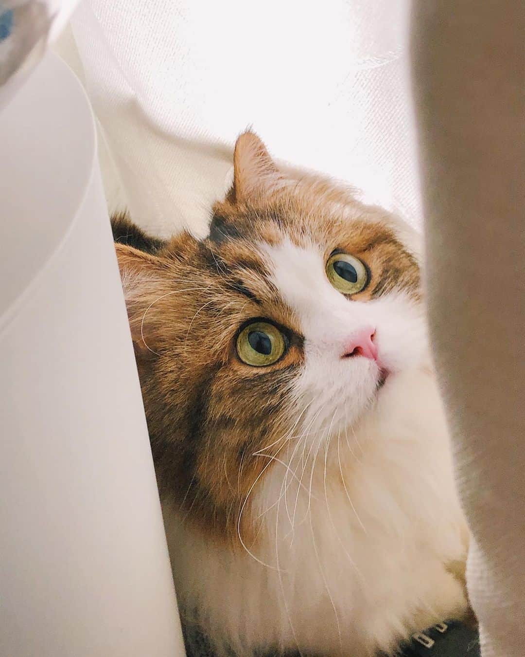 のインスタグラム：「綺麗に撮れた☺️ #自宅警備員チャーリー」