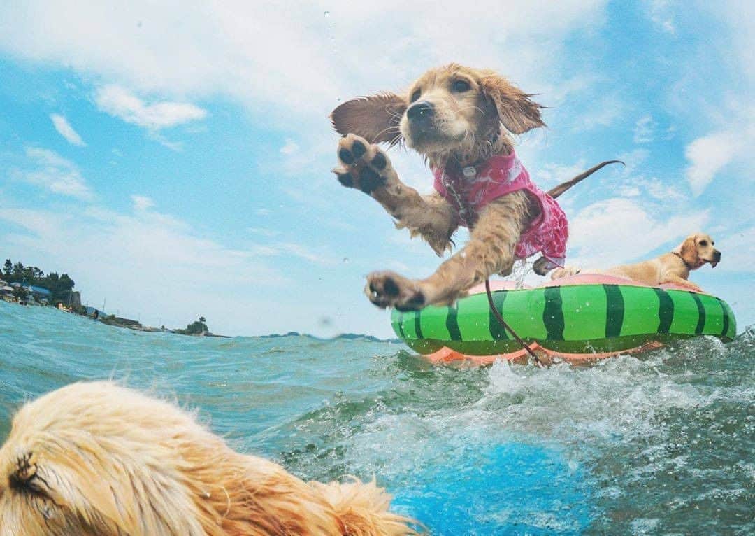 PECO いぬ部さんのインスタグラム写真 - (PECO いぬ部Instagram)「「ジャーーーンプ😆」 . #先に降りたうみちゃんの上に #勢いよく海にダイブする #あめちゃん🏖 #熱い日は冷たい海が気持ちがいいね💕 #お顔がイキイキしているよ❤️ . 素敵な投稿してくださったのは… @ex.dogstagram さん 他にも素敵なお写真がたくさんあるので、ぜひ遊びに行ってみてくださいね♪  #pecoいぬ部 をつけて投稿すると… PECOのSNSで楽しくご紹介させていただきます😋  #犬 #犬バカ部 #いぬら部 #いぬ部 #わんこ #いぬ #instadog #ilovemydog #ilovedog #dogstagram #dogsofinstagram #doglife #mydogiscutest #todayswanko #doglover #goldenretriver #いぬすたぐらむ #犬のいる暮らし #海遊び #ゴールデンレトニエル #ゴールデンレトリバー × #イングリッシュコッカースパニエル #englishcockerspaniel #子犬」8月12日 21時00分 - pecodogs