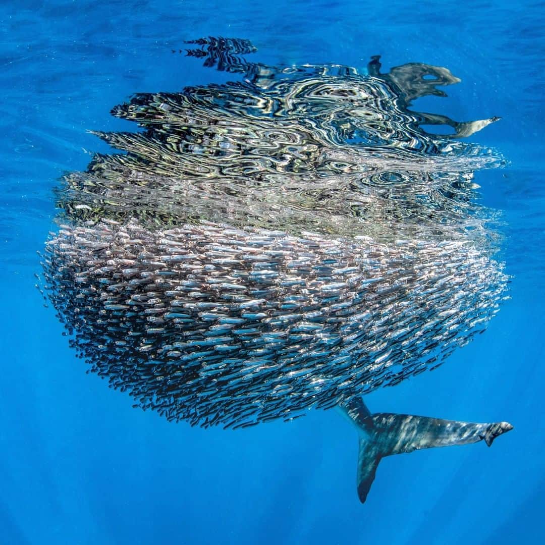 Discoveryさんのインスタグラム写真 - (DiscoveryInstagram)「"While some big fish were taking turns smashing the bait ball, this Dusky Whaler was lazily swimming into the ball and seemed to be waiting for the fish to swim into its mouth 😂 showing that sharks have smarts 🤓 and like to conserve energy when they can."  Swim into more #SharkWeek tonight on Discovery.com  Caption + Photo: Naomi Rose (@naomirosephoto)  #SharkWeek #duskywhaler #lunchtime #lazyday」8月12日 21時25分 - discovery