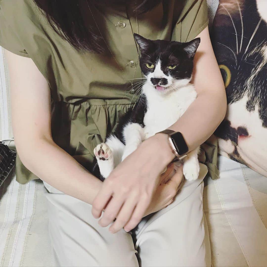 もじゃころのインスタグラム：「ペッペは今日もいい表情しかしない😂😂😂 1枚目はとりあえず不満を口にするペッペ。 2枚目は諦めて無になるペッペ。←幽体離脱中 3枚目はプロとしてカメラ目線を送るペッペ。  私は特に2枚目がお気に入り😂💕💕  #チョッチュ具志コロペッペ  #あいちゃんの膝の上  #水曜日の悪夢」
