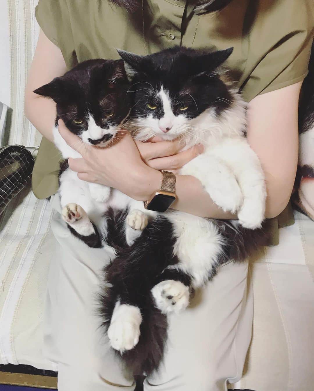 もじゃころのインスタグラム：「そして今日の #バングシー 🐶🐱  完全に猫とボーダーコリーになってきた…😨 ペッペの足の大きさと位置…😨  #チョッチュ具志コロペッペ  #坂東玉隠しシャシャ丸  #あいちゃんの膝の上  #水曜日の悪夢」