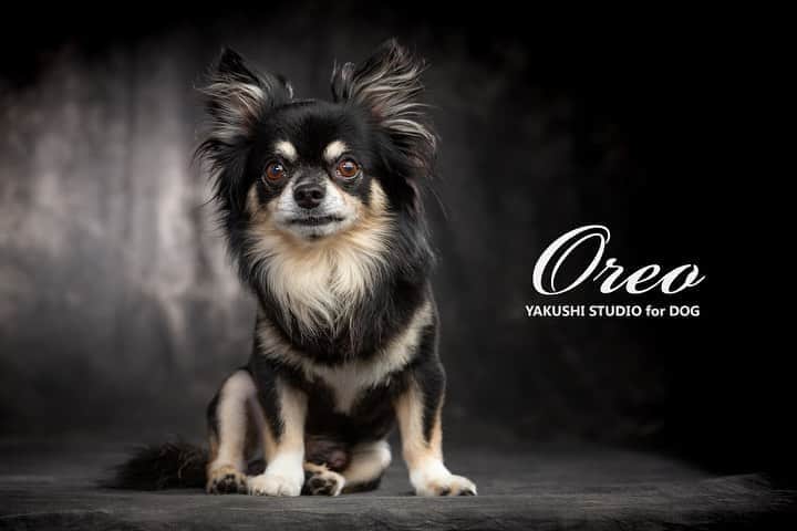 0510_nanaさんのインスタグラム写真 - (0510_nanaInstagram)「‎⋆ HAPPY BIRTHDAY OREO❥ ❥ ❥ ‎⋆ 11歳になりました。 先日 @yakushi_studio_for_dog で撮影してもらった写真の一部。 プロの方に撮ってもらうと、いつもと違う表情がたくさん。 ぶりっ子オレオとやさぐれオレオ。 どちらもたまらん‪‪❤︎‬ ‎⋆ ‎⋆ ‎⋆ #チワワ #chihuahua #犬のいる暮らし #犬スタグラム #犬専門写真スタジオ #犬専門フォトスタジオ #薬師スタジオ #薬師スタジオfordog #誕生日 #birthday #ゆとりろ蓼科2020モデル応募」8月12日 21時54分 - 0510_nana