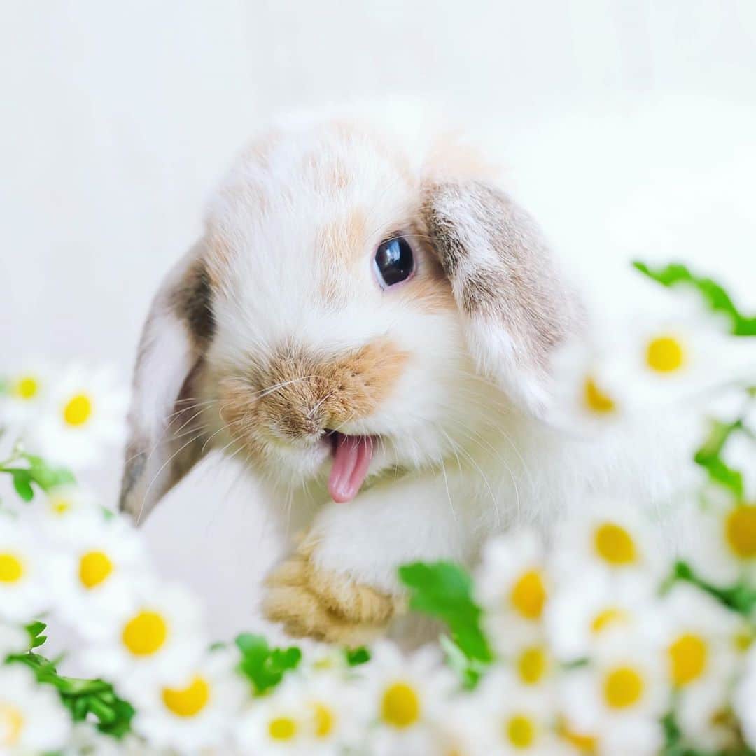 usagraphさんのインスタグラム写真 - (usagraphInstagram)「ベロなが〜い！😂 ＊ ＊ ＊ #そしてつまみたい #うさぎ #rabbit #bunny #ふわもこ部  #WeeklyFluff #igersjp  #tokyocameraclub #東京カメラ部  #神戸カメラ部  #bunnystagram  #うさぎ部 #ホーランドロップ #hollandlop  #ファインダー越しの私の世界 #art_of_japan #myfujilove  #今日もx日和」8月12日 21時54分 - usagraph