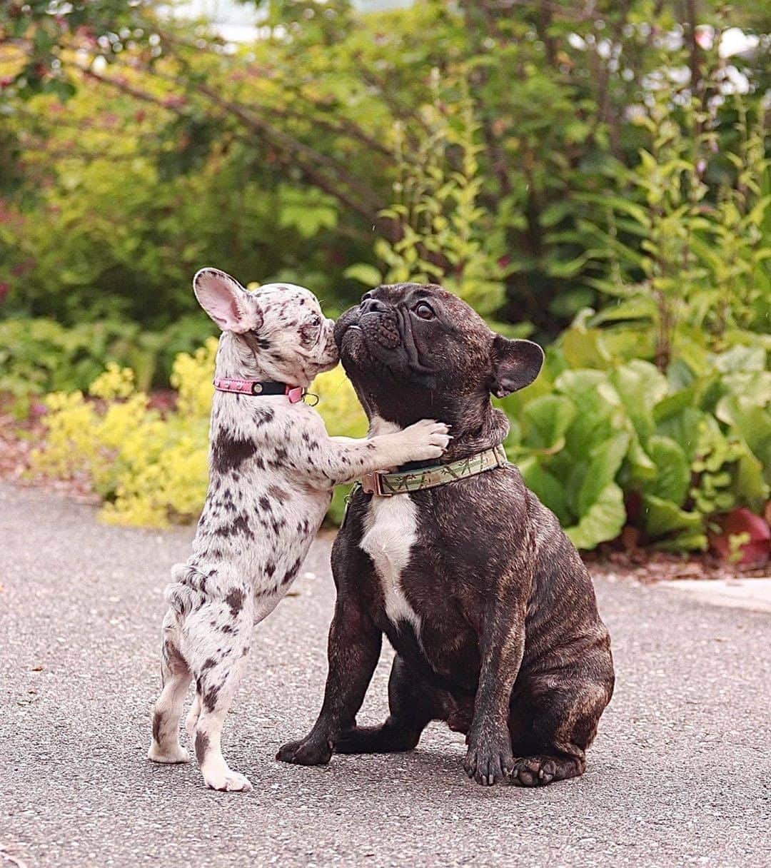 8crapさんのインスタグラム写真 - (8crapInstagram)「Here’s a kiss for you 😚 - 📷 @baadbitchnova - #barked #dog #doggo #puppy #pupper #FrenchBulldog #Frenchie #FrenchiePuppy」8月12日 22時00分 - barked