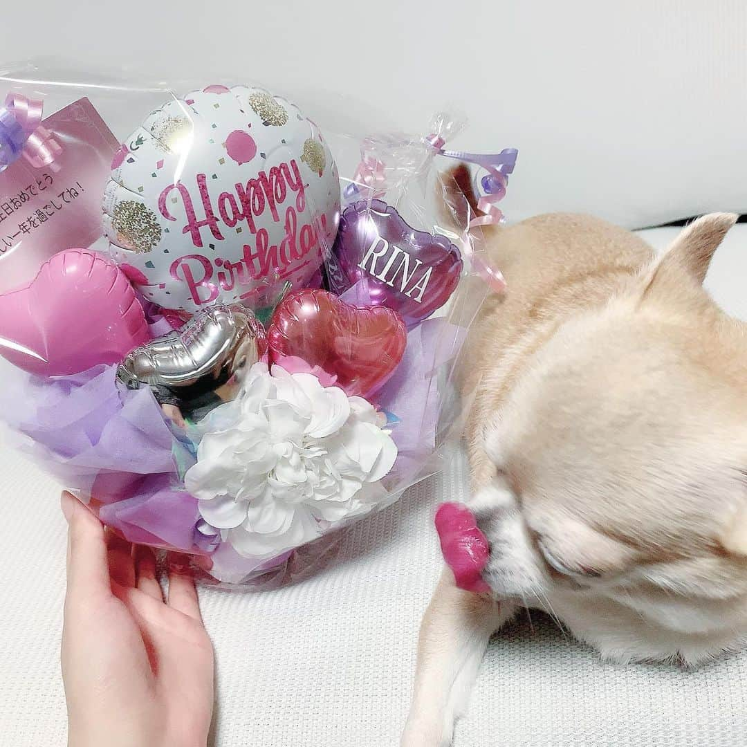 脇田璃奈のインスタグラム：「お誕生日にもらったバルーンとこむぎさん(かわいい) . . . #chihuahua #スムースチワワ #ゴマフアザラシ に似てるヨネ」