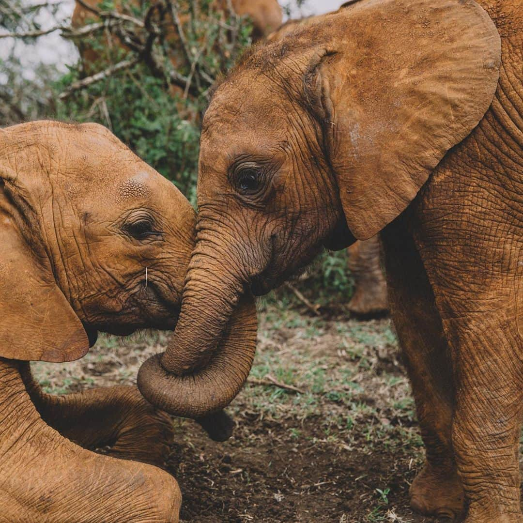 マリア・メノウノスさんのインスタグラム写真 - (マリア・メノウノスInstagram)「In honor of #WorldElephantDay, learn why these beautiful animals are endangered and find out how you can help @SheldrickTrust, a non-profit in Kenya, protect them.  After a day spent exploring our in this forest, this orphaned elephant is ready for his bedtime bottle.」8月12日 22時10分 - mariamenounos