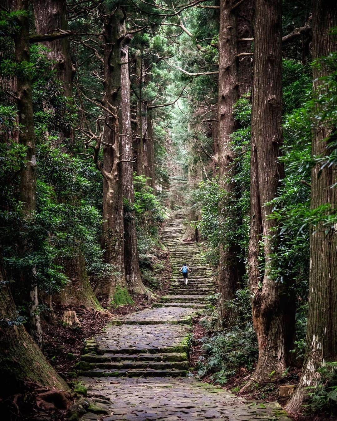 Koichiのインスタグラム：「| Ancient road . #Hellofrom #Wakayama #BeautifulJapan . . #大門坂 #熊野古道 #那智 .」