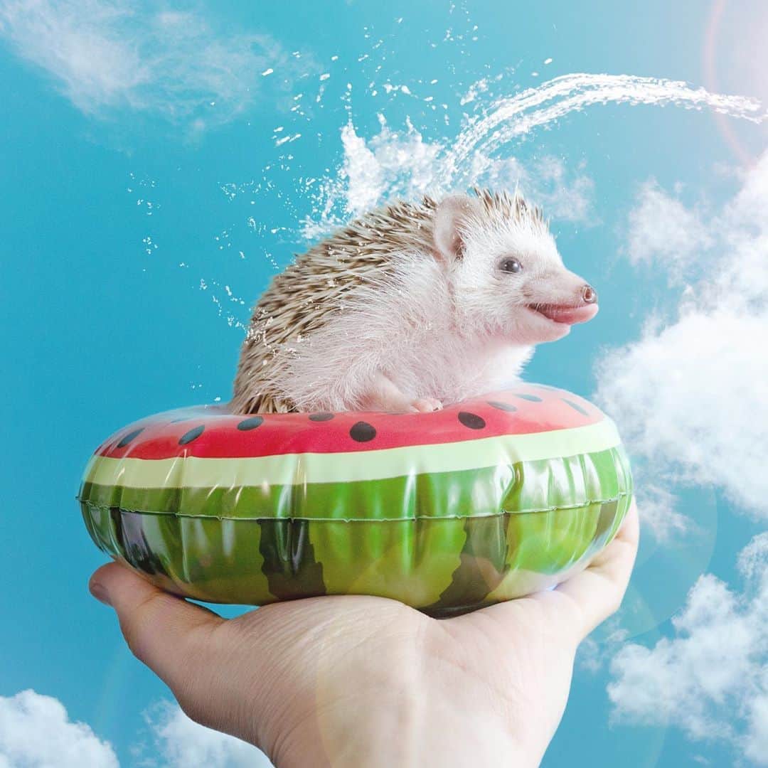 ダーシーのインスタグラム：「Everyone! Be careful of heatstroke✨🦔🌞🌈🦔✨ ・ *Photoshopped L Koala 8/12/2020 R Chopin 8/10/2019」