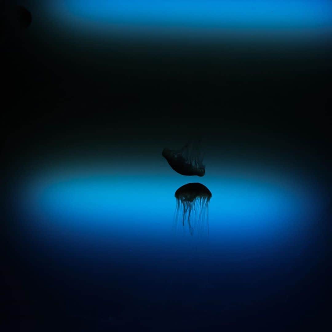 s_shoheyのインスタグラム：「. 海月 すいすい 気持ちよさそう .」
