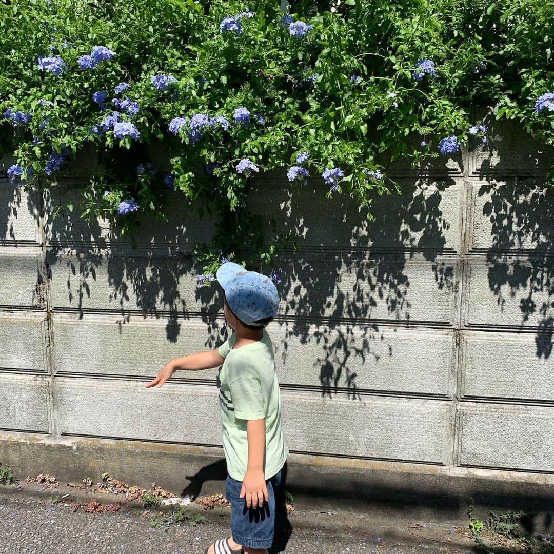 新原愛加さんのインスタグラム写真 - (新原愛加Instagram)「. 母:写真撮らせて~ 息子:なんでだよ~ といいながらもちゃんと撮らせてくれる✌️ #カンタの成長記録」8月12日 23時23分 - niihara_mnk