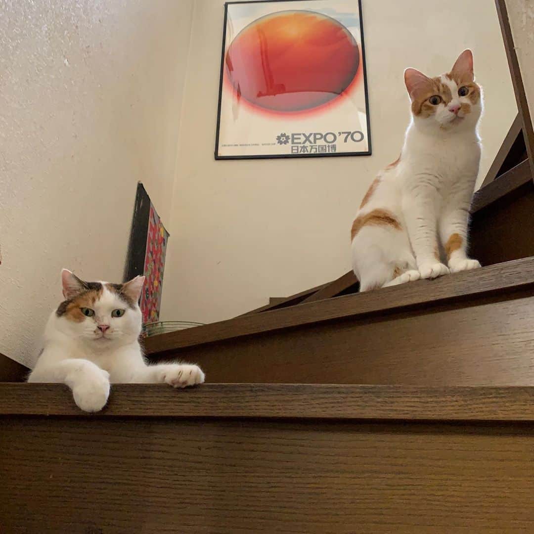 Kachimo Yoshimatsuさんのインスタグラム写真 - (Kachimo YoshimatsuInstagram)「この二人はもう大丈夫そうだ。 These two are okay.  #うちの猫ら #oinari #mikeko #猫 #ねこ #cat #ネコ #catstagram #ネコ部 http://kachimo.exblog.jp」8月12日 23時17分 - kachimo