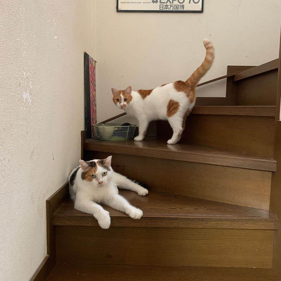 Kachimo Yoshimatsuさんのインスタグラム写真 - (Kachimo YoshimatsuInstagram)「この二人はもう大丈夫そうだ。 These two are okay.  #うちの猫ら #oinari #mikeko #猫 #ねこ #cat #ネコ #catstagram #ネコ部 http://kachimo.exblog.jp」8月12日 23時17分 - kachimo