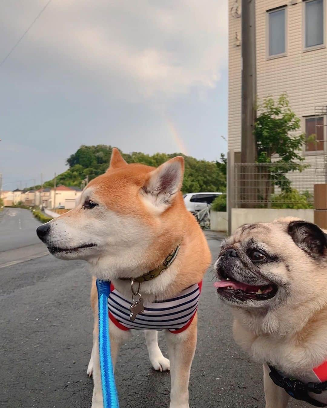 T&P Brothersさんのインスタグラム写真 - (T&P BrothersInstagram)「雨が止んだあとに虹が出ていました🌈 肉眼ではもう少しはっきり見えたんですが、写真だと分かりませんね😂  #shiba #pug #pugstagram #dog #柴 #柴犬 #パグ #tora #pom #トラ #ポム #柴パグ #시바 #퍼그 #泥料 #巴哥」8月12日 23時33分 - tora_pom_happylife