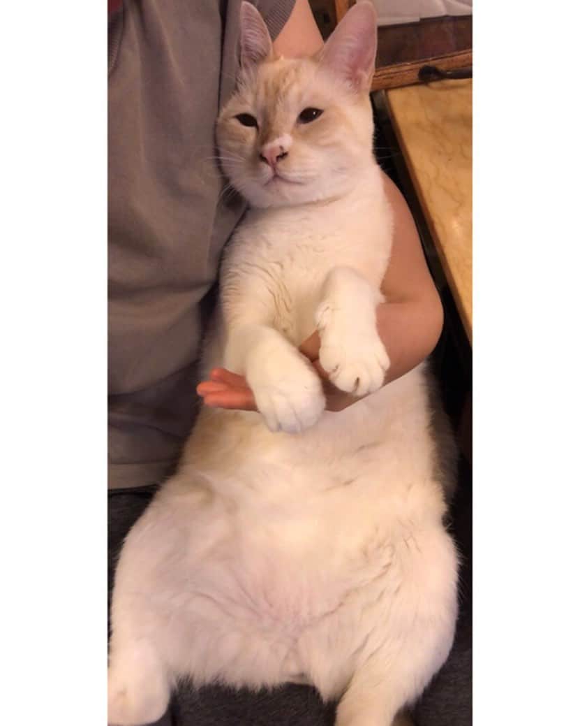 marimon0703__さんのインスタグラム写真 - (marimon0703__Instagram)「子猫よりも甘えん坊😂  #甘えん坊ソル」8月12日 23時55分 - marimon0703__