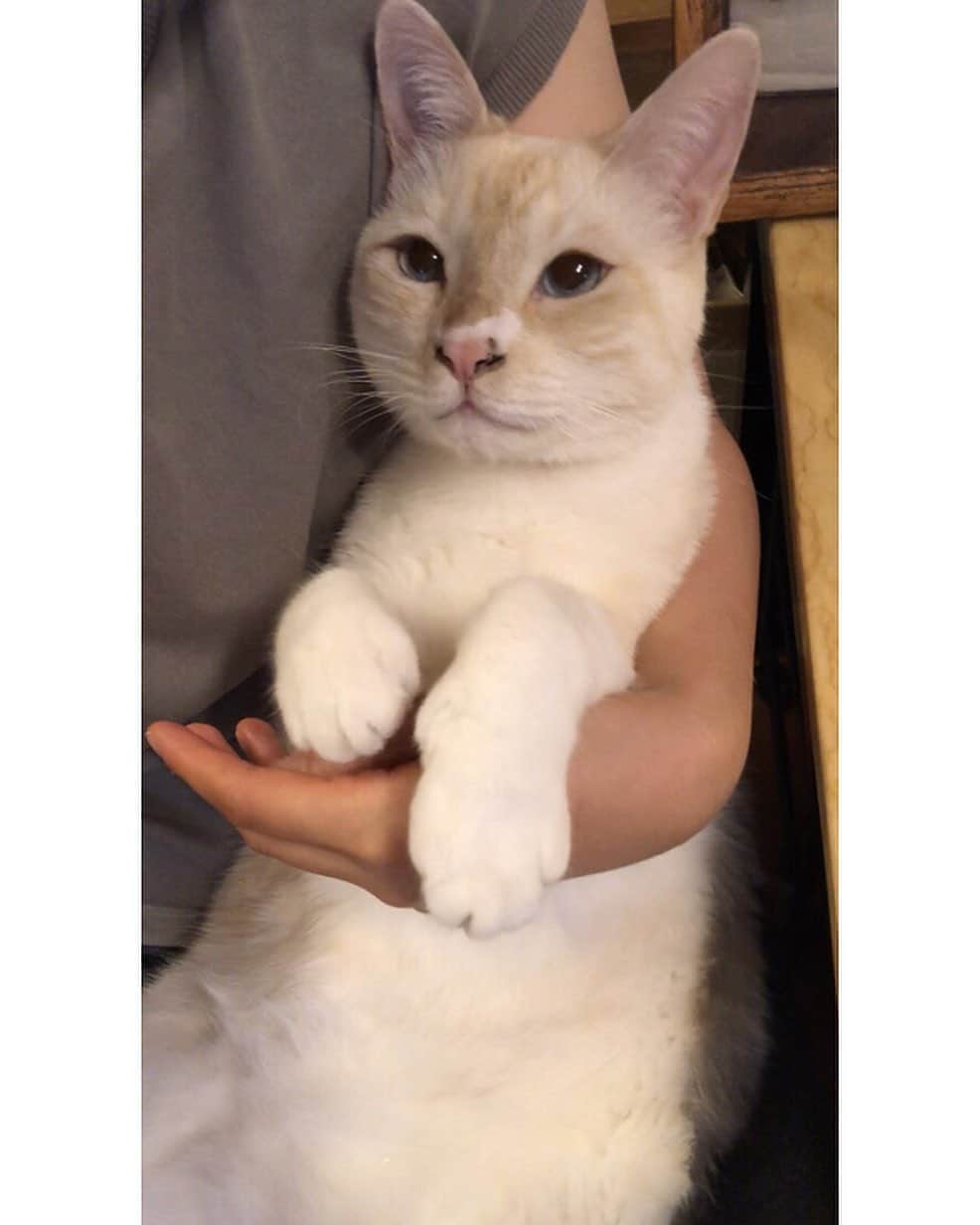 marimon0703__さんのインスタグラム写真 - (marimon0703__Instagram)「子猫よりも甘えん坊😂  #甘えん坊ソル」8月12日 23時55分 - marimon0703__