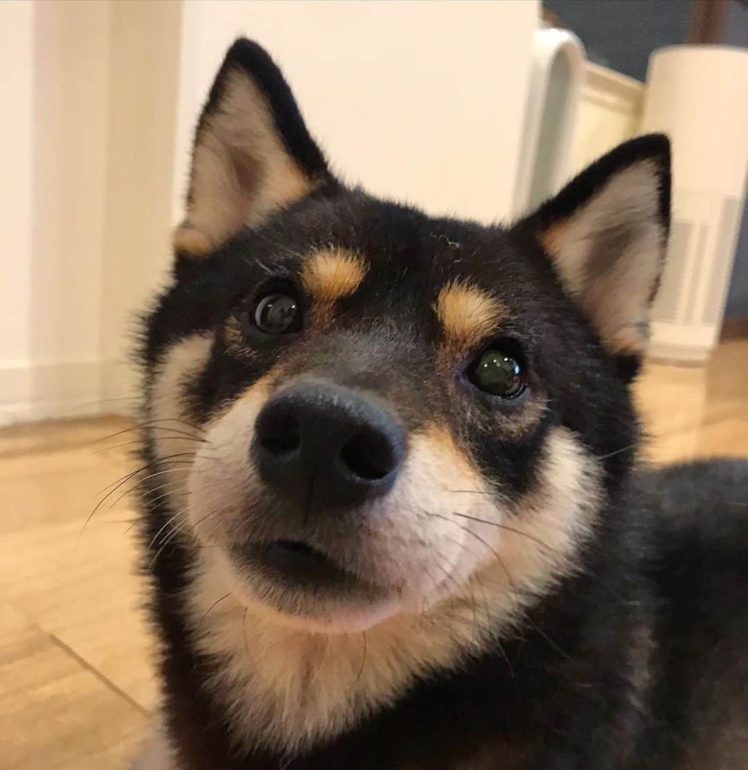 のインスタグラム：「* * キョトン顔で おやすみなさーい🐶💓 * #明日もあついみたい #熱中症きをつけてね * #柴犬#豆柴#柴#黒柴#犬#しばいぬ#shiba#shibainu#shibastagram#shibadog#ig_japan#ig_dogphoto#puppy#instadog#dogstagram#dog#petstagram#pet#강아지#dailyfluff#weeklyfluff#いぬのきもち#いぬのきもち部」