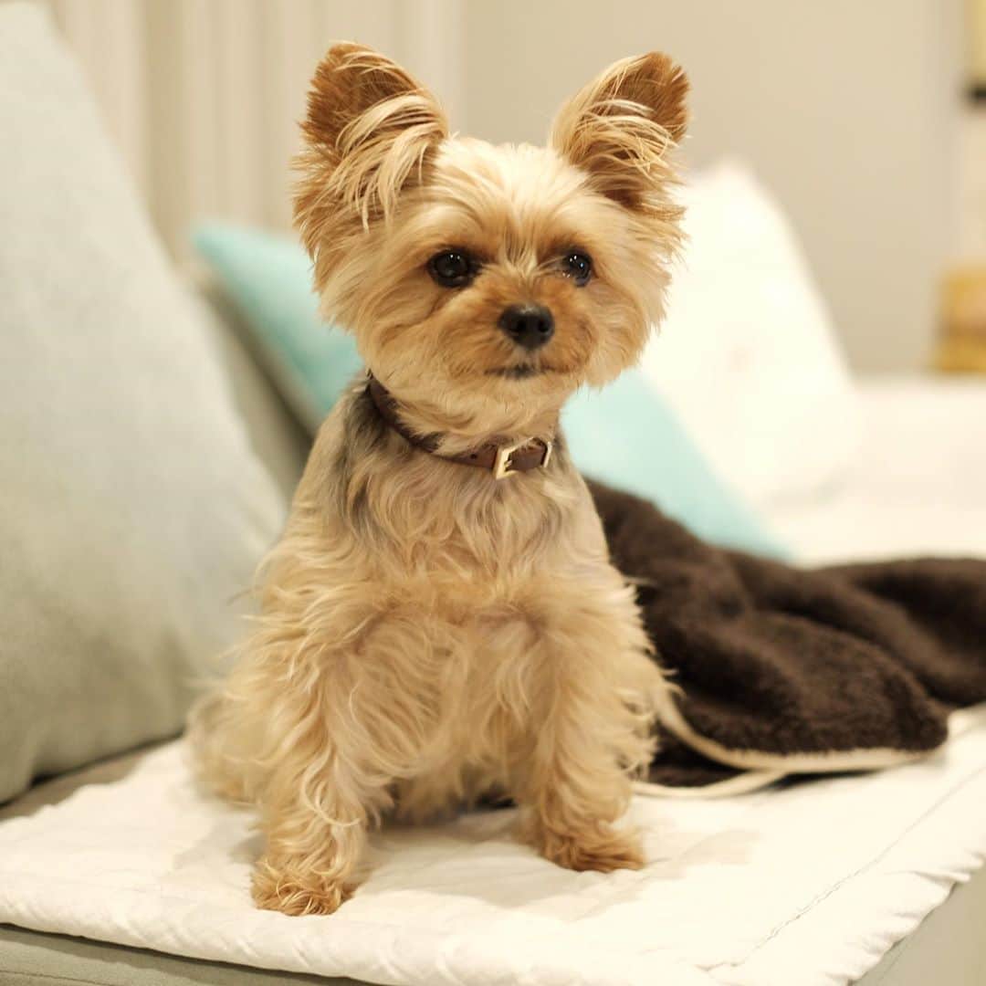 のインスタグラム：「😯  暑さにやられてボーっとする人発見。  #yorkie #yorkshireterrier #ヨーキー #ヨークシャテリア」