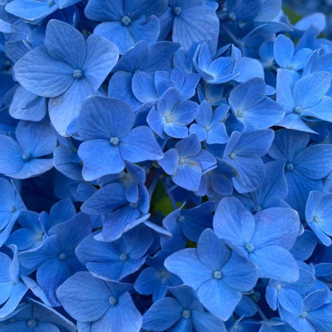 鈴木結女さんのインスタグラム写真 - (鈴木結女Instagram)「Flowers  #giftsfromnature #summer2020」8月13日 11時03分 - yumelynx