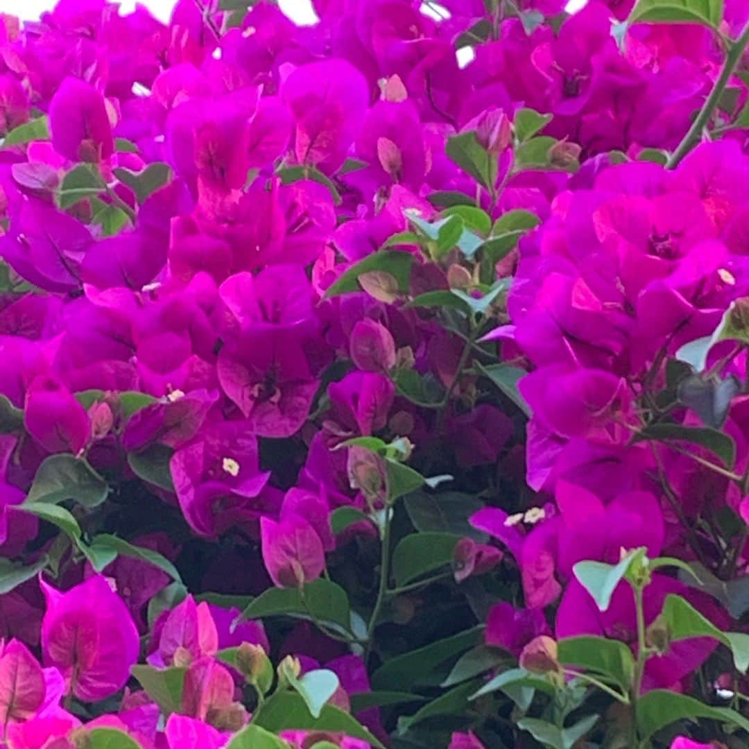 鈴木結女さんのインスタグラム写真 - (鈴木結女Instagram)「Flowers  #giftsfromnature #summer2020」8月13日 11時03分 - yumelynx