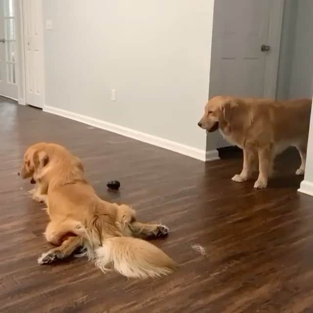 The Critter Havenのインスタグラム：「Pure love Video by @miloandoaks  #TheCritterHaven」