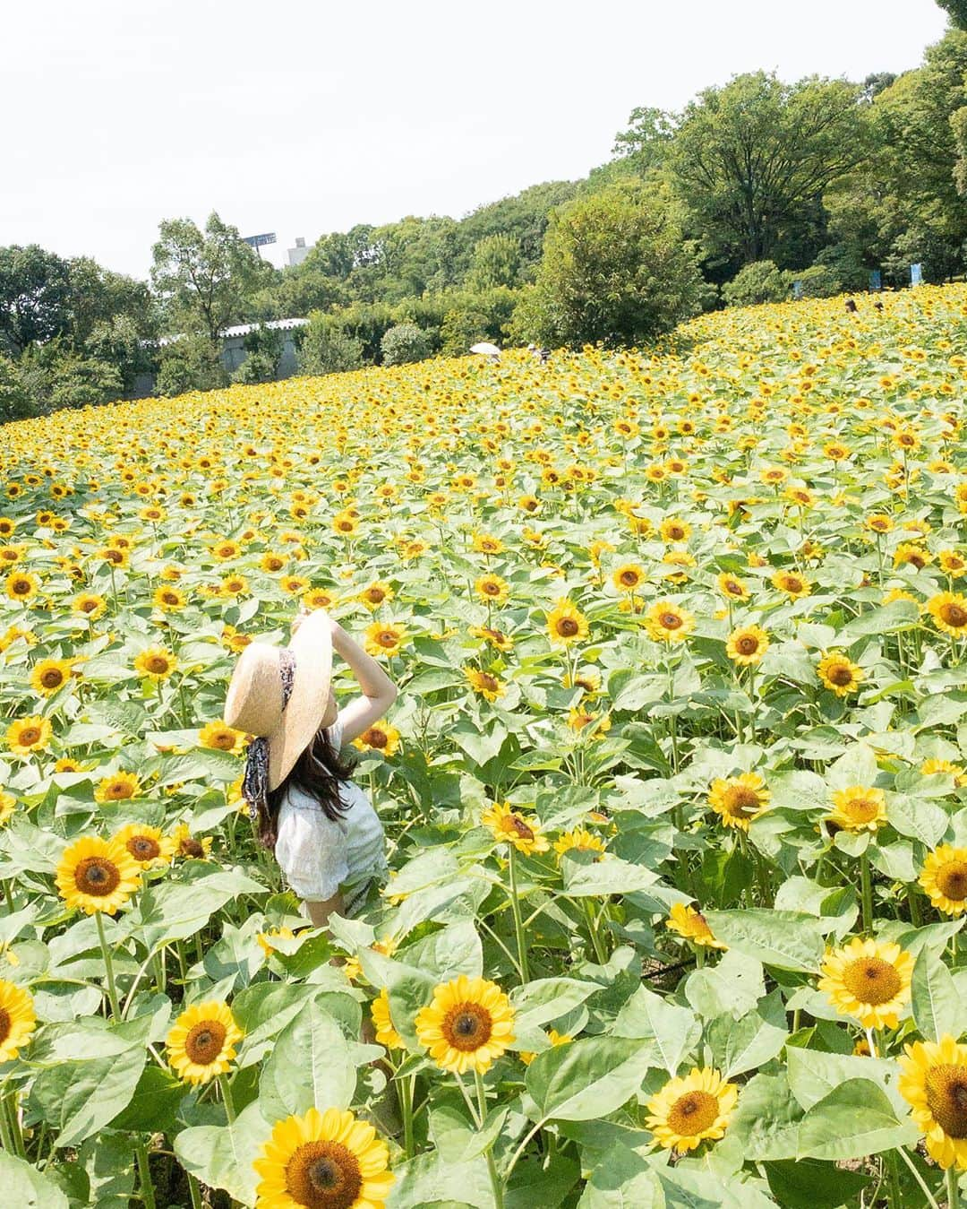 加藤夕夏さんのインスタグラム写真 - (加藤夕夏Instagram)「﻿ ﻿ ﻿ ﻿ 🌻🌻🌻🌻👧🏽🌻🌻👒﻿ ﻿ ﻿ ﻿ ﻿ #ひまわり畑 #ひまわり #sunflower #夏 #埋もれた❤︎」8月13日 11時06分 - uuka_nmb