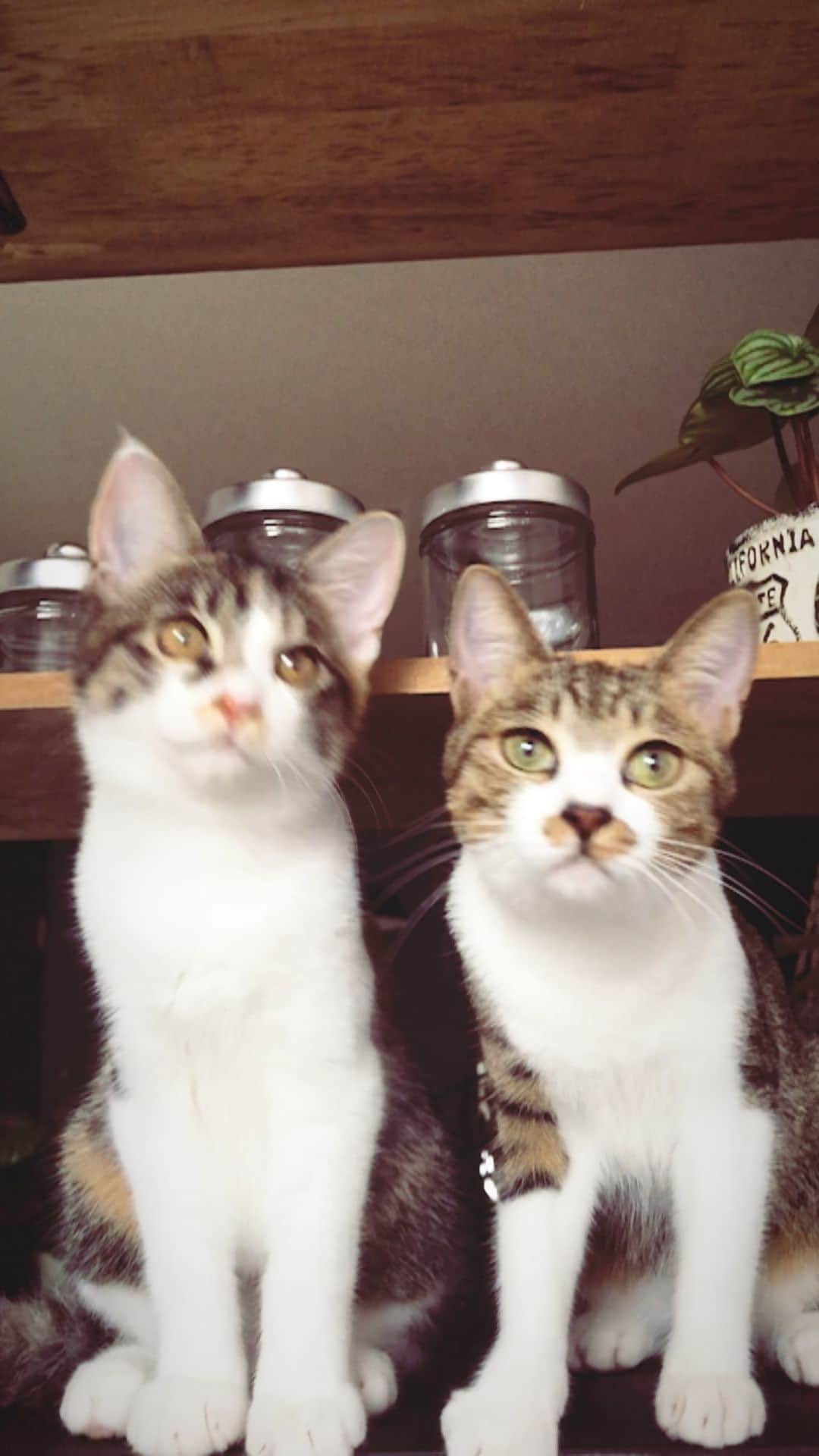 juntowaのインスタグラム：「ほぼ同じ大きさに。  #保護猫出身 #子猫」