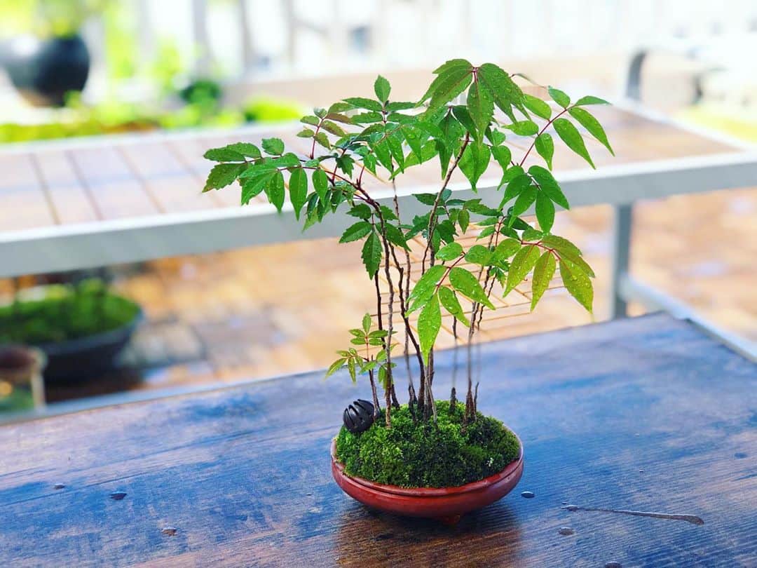 金成公信のインスタグラム：「ハゼノキ寄せ植え。風に揺れる様がとても癒されます。#ハゼノキ #よせうえ #寄せ植え #盆栽 #bonsai #bonsaijapan #japanesebonsai #wabisabi #bonsailovers #bonsailife #bonsaitree #bonsaiart #bonsaigram #bonsaiworld #plants #tree #greenlife #greenlifestyle #苔 #moss #睡蓮 #睡蓮鉢 #ビオトープ #biotope #メダカ #waterlilybowls」