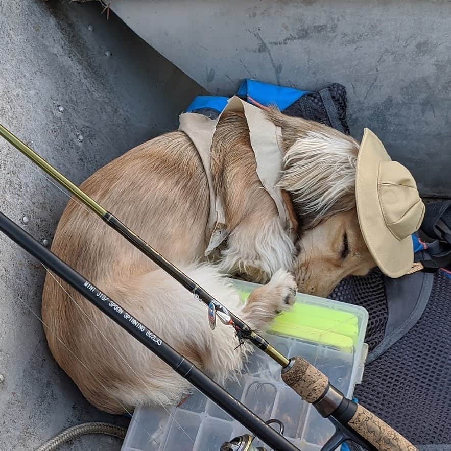 Crusoe the Celebrity Dachshundのインスタグラム：「“Not sure if Daphne finds fishing as exciting as I do!😉😆” ~ Crusoe」