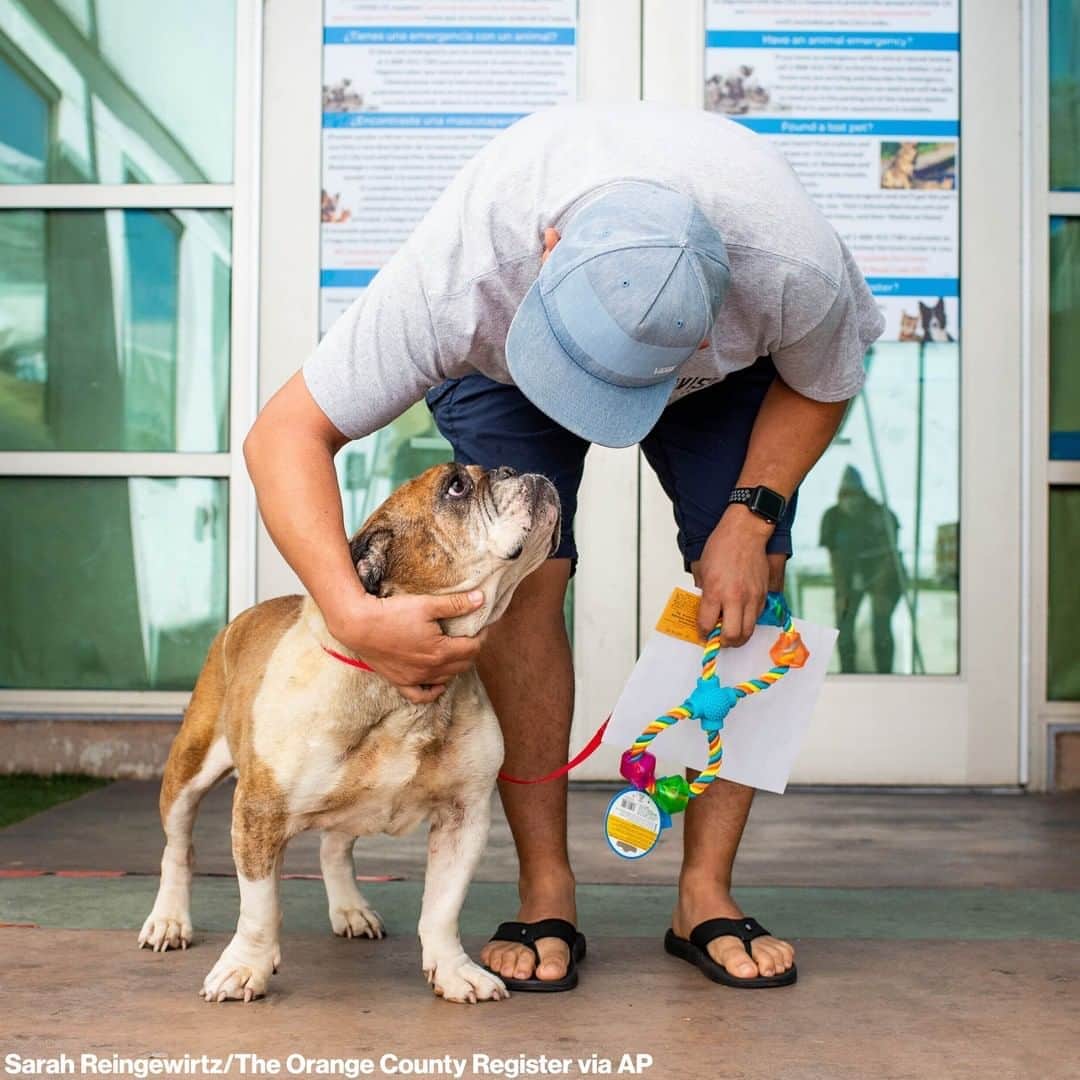 ABC Newsさんのインスタグラム写真 - (ABC NewsInstagram)「REUNITED: Leela the bulldog poses for photos after being reunited with her owner at East Valley Animal Services Center in Los Angeles.⁣ ⁣ Nestor Flores was reunited with his dog after getting a call that Leela, who was implanted with a chip, had been found wandering the streets of the San Fernando Valley.」8月13日 9時40分 - abcnews